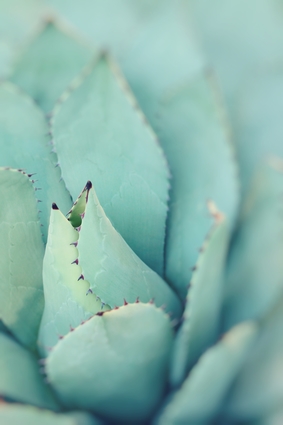 Agave Plant Leaves