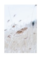 Reeds In Winter | Create your own poster