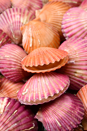 Pink Sea Shells