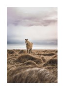 Icelandic Horse In Winter Landscape | Create your own poster