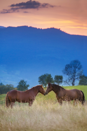 Horses In Mountain Landscape