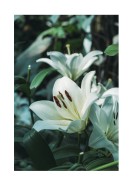 White Lily Flowers | Create your own poster