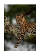 Leopard In A Tree In The Wild | Create your own poster