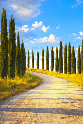 Cyprus Trees In Italy